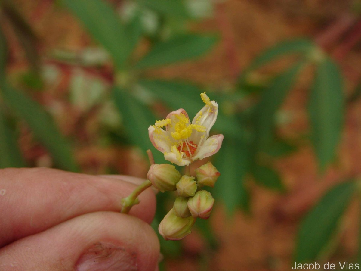Manihot esculenta Crantz